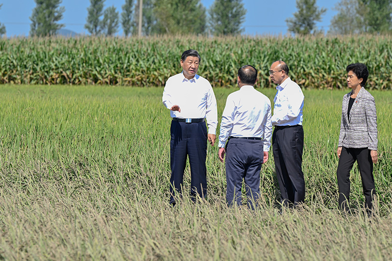 9月6日至8日，中共中央总书记、国家主席、中央军委主席习近平在黑龙江考察。这是7日上午，习近平在遭受洪涝灾害的哈尔滨尚志市老街基乡龙王庙村，察看水稻受灾情况。
